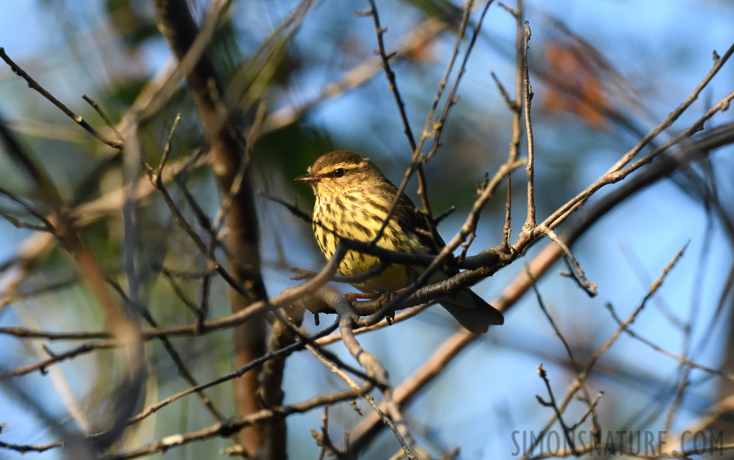 Parkesia noveboracensis [400 mm, 1/1600 sec at f / 7.1, ISO 2500]